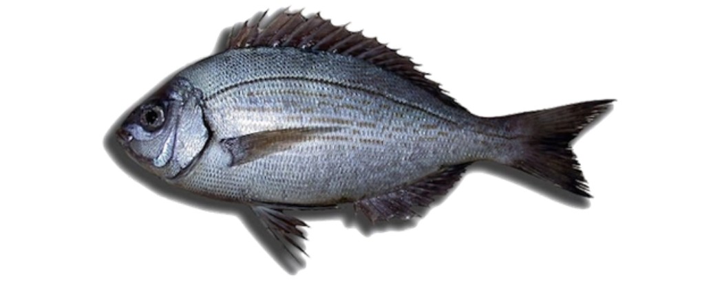 Bream